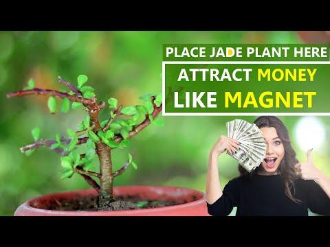 Right place of Jade Plant to attract Money like Magnet | Where to place a Jade Plant | Jade Plant