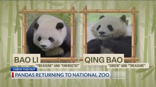 Pandas will return to Washington D.C.