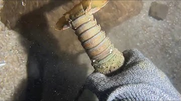 Full Process of Catching Eels, Crabs & Sea Cucumbers Underwate#fishing #eels #seafood #lobster