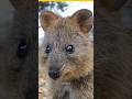 *दुनिया का सबसे खुश जानवर #happy #animals #shortvideo