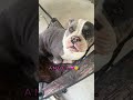 my angle💕#fypシ゚viral #dog #love #lifeisbutadream #nonchalant #puppy #dogmom #puppylove #dogvideos