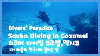 Travel여행🐠Scuba Diving in Cozumel,Mexico Relaxing /스쿠버 다이빙 코주멜,멕시코,힐링