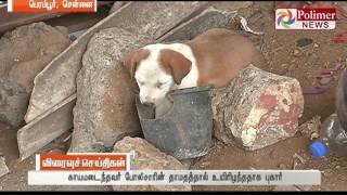 Perambur : Man was killed for feeding Biryani to a dog | Polimer News screenshot 4