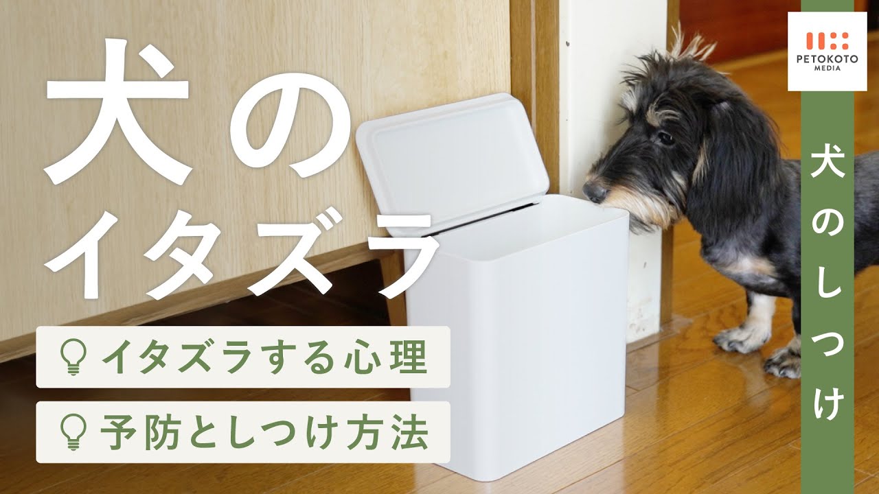 犬のアイコンタクト しつけの基本 最初に教える理由と教え方のコツをドッグトレーナーが解説 子犬のしつけ パピー トレーニング 散歩 Youtube