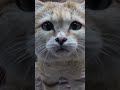Пустынная кошка: Обитательница барханов 😍 #рекомендации #животные #кошки