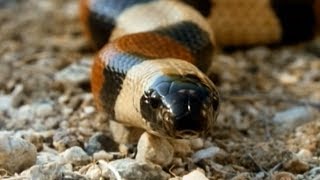 Secret Nature  Facts About Snakes  | S01E01 | Snake Documentary | Natural History Channel