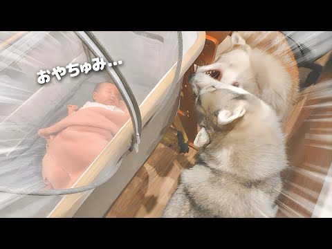 もんちゃんっていうよ。 - YouTube