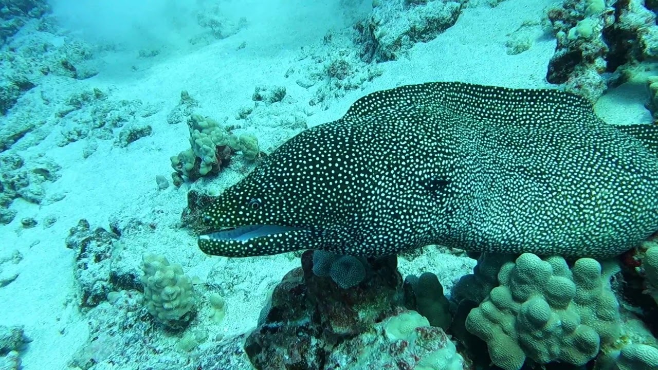 Eels and a Flounder Fish YouTube