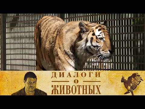 Новосибирский зоопарк. 12-я серия // Диалоги о животных @Телеканал Культура