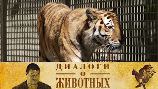 Новосибирский зоопарк. 12-я серия // Диалоги о животных @SMOTRIM_KULTURA