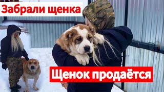 видео: Забрали щенка алабая! Щенок крутой! Щенок продаётся!!! картинка: Забрали щенка алабая! Щенок крутой! Щенок продаётся!!!