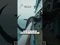 Monster attacks ship 😳🦑😱