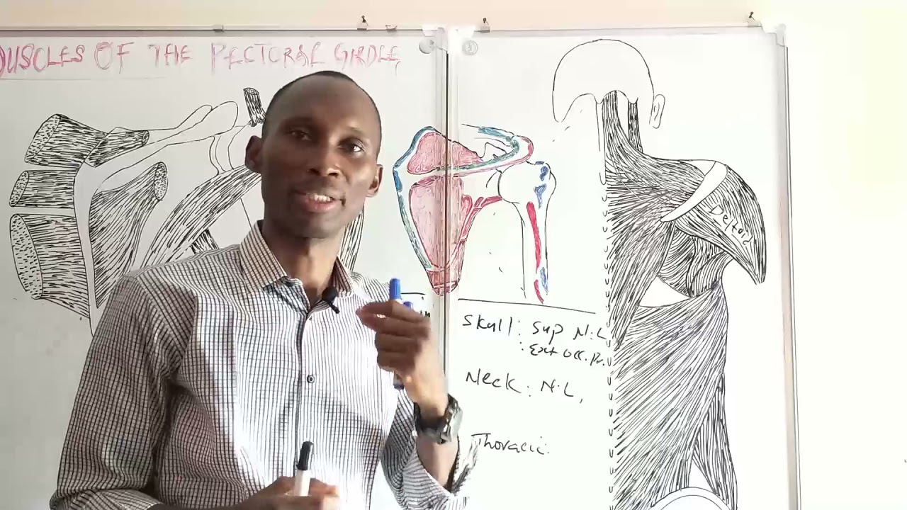 TRAPEZIUS MUSCLE paals anatomy