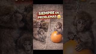 ¿Por qué Punch siempre termina en problemas? 😅🐒