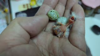 Hand Feeding 1Day Old White Canary Baby 20230527 by Nissan Tseng 4,679 views 11 months ago 2 minutes, 36 seconds