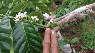 Download Lagu penampakan kebon (ms bambang) lgi difase melakukan pemangksan sekaligus pemanenan. MP3 Download Lagu penampakan kebon (ms bambang) lgi difase melakukan pemangksan sekaligus pemanenan. MP3