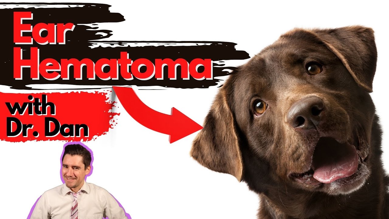 will a hematoma go away on a dogs ear