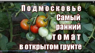 381_Самый ранний томат в Подмосковье в открытом грунте