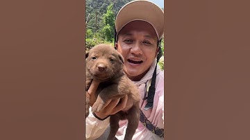 Đi bản Mông xem mấy em Hmong Cộc Đuôi vùng cao ! Đẹp quá hoa Hmong cộc đuoo