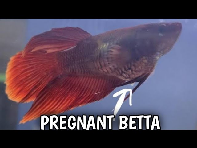 How to know female betta fish is ready to breed