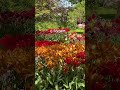 Парк цветов Койкенхоф #keukenhof