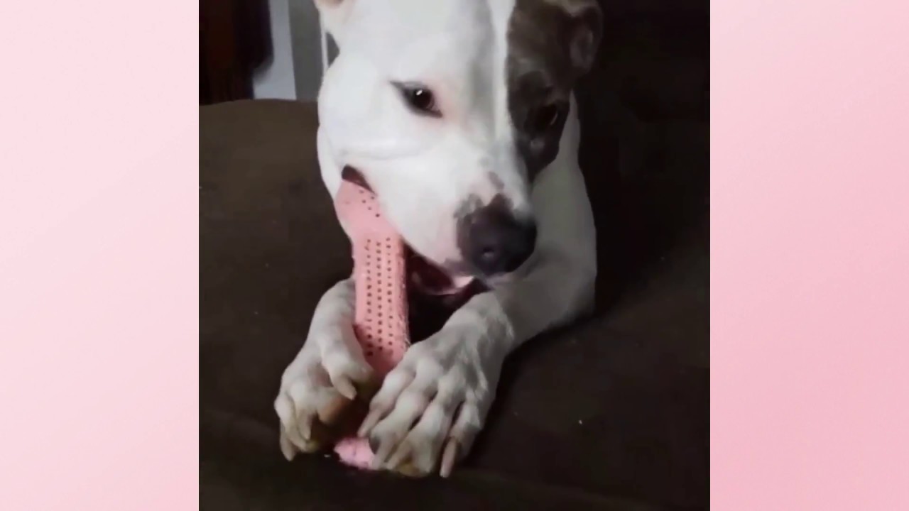 pet toys online Bubble Gum Flavor Infused Flavorit Bone