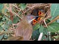 #EP9.Common nightingale Birds Feed her baby in the nest well.[ Review Bird Nest ]