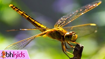 Chuồn Chuồn Có Cánh Thì Bay - NHẠC THIẾU NHI HAY NHẤT