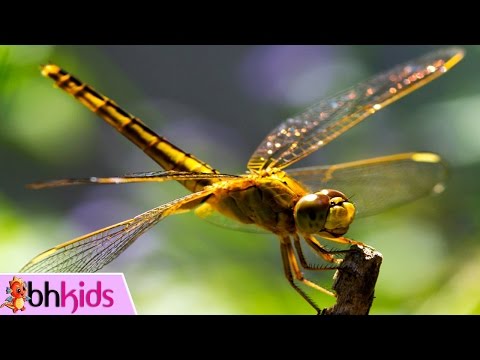 Video Chuồn Chuồn Có Cánh Thì Bay - NHẠC THIẾU NHI HAY NHẤT - youtube