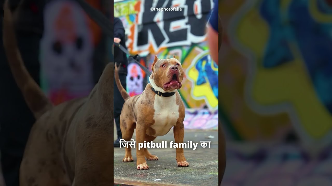 Top 5 Best Pitbull Dog Breeds😱