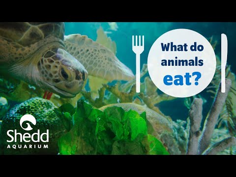 sea-curious:-what-do-animals-eat?