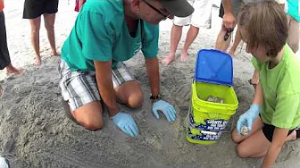 Relocating a Sea Turtle Nest in North Myrtle Beach, SC