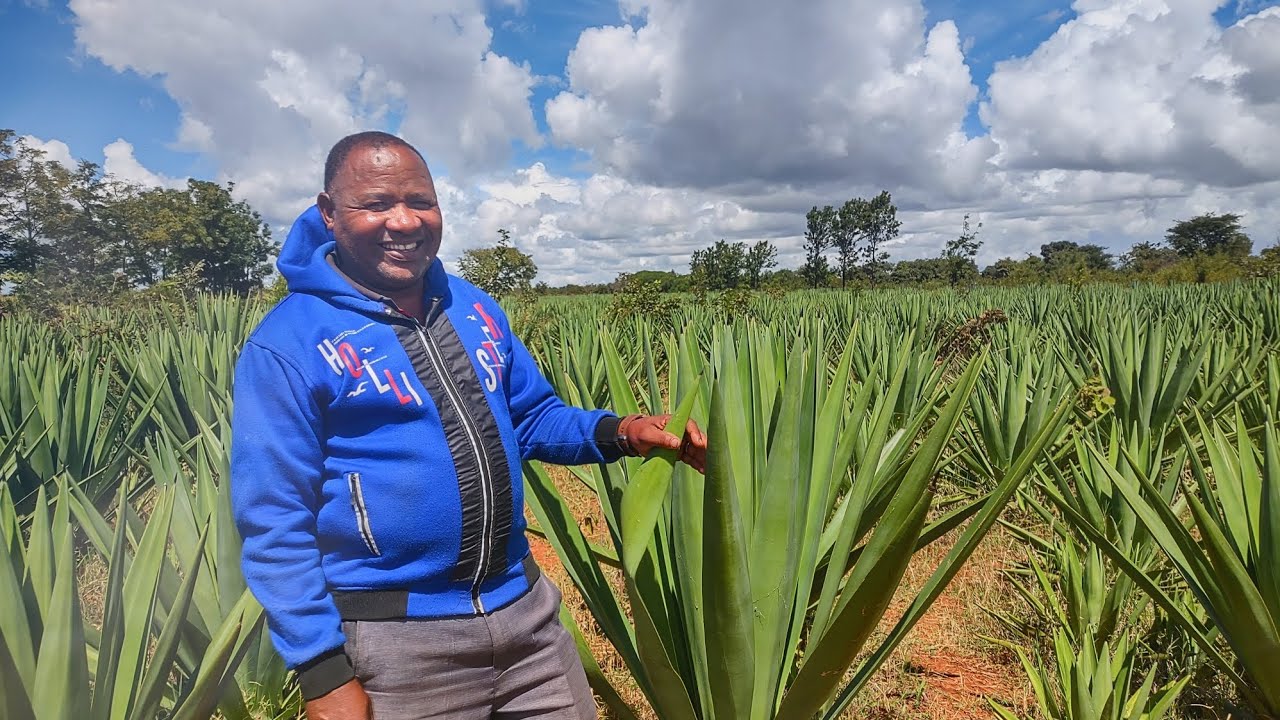 KILIMO CHA ZAO LA MKONGE NA BW. WILSON LUTA.