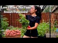 Sweet Potatoes: The Lazy Gardener's Guide