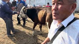 Караван Мал базары 6-Июнь Реалдуу баалар 👍👍👍