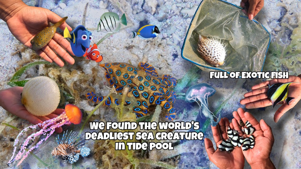 Berburu ikan hias di sarang nya hewan beracun ❗️❗️tidak hati-hati nyawa taruhan gais💀