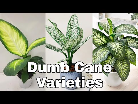 Videó: Népszerű Dieffenbachia szobanövények: A Dieffenbachia különböző fajtái