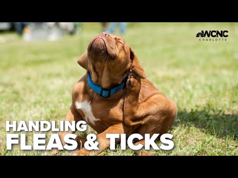 Video: Ticks și animale de companie: Cum să fața locului, eliminați-le și evitați-le în totalitate