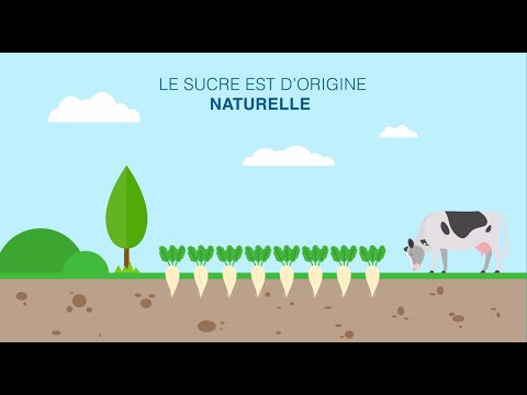 Vidéo: Où est cultivé le sucre de betterave ?