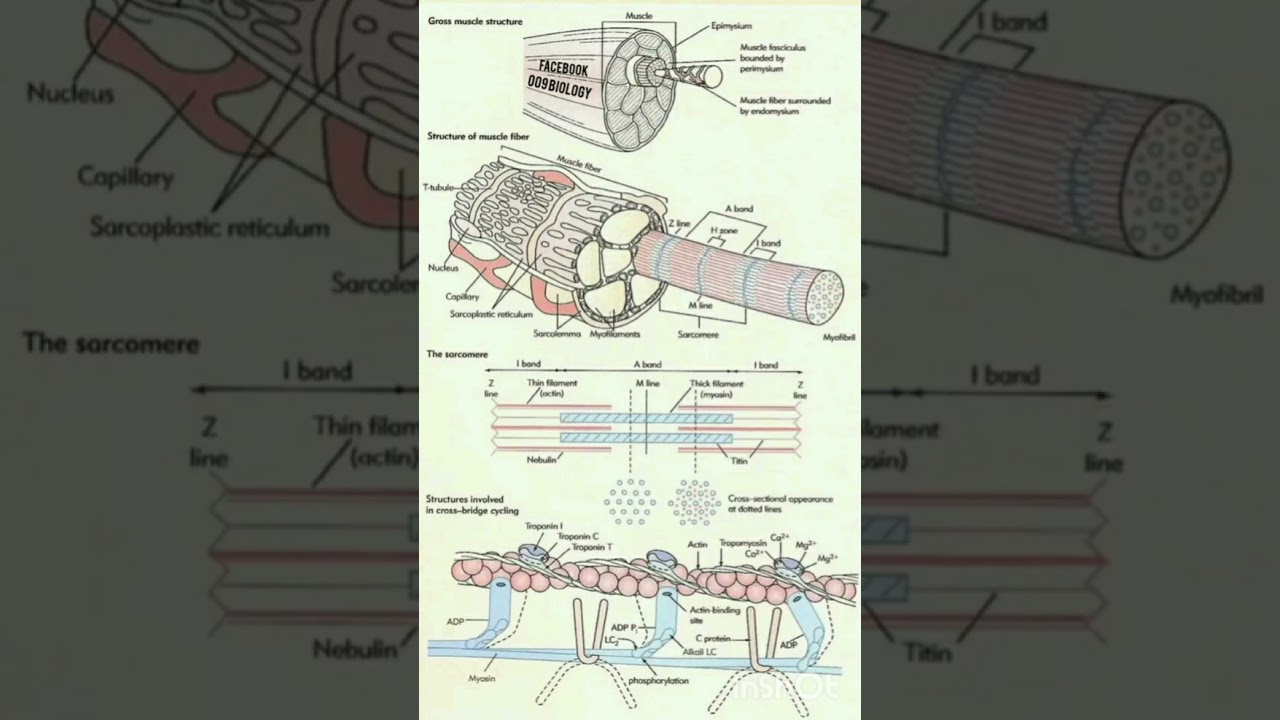 Muscles Tissues|skeletal,cardiac, smooth muscles for BscNsg,GNM,ANMHomeShorts 