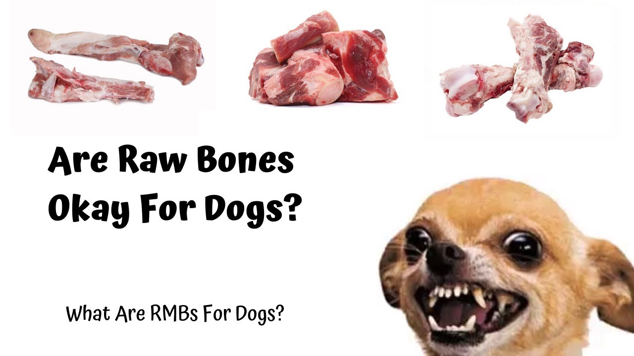 What Are RMBs For Dogs Are Raw Bones Okay For Dogs Pet Fooled Food