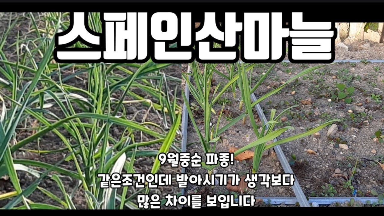 마늘파종! 스페인산마늘 같은날 같은조건에 발아시기 차이가 엄청나네요 - YouTube