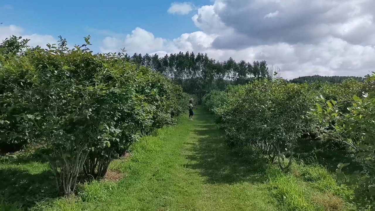 Blue Acres Blueberry Farm 29/12/2019 YouTube