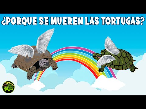 Video: 12 razones para no comprar una tortuga o tortuga