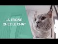 La Teigne du chat - Animaux