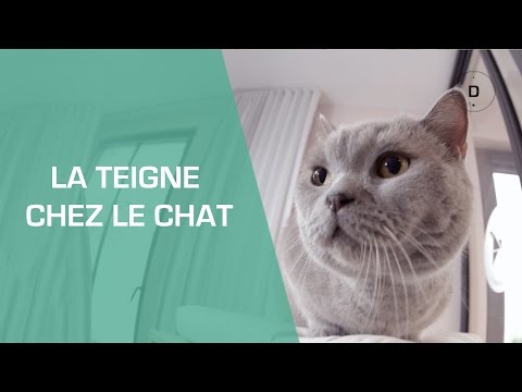 Vidéo: Protrusion De Masse De La Zone Vaginale Chez Les Chats