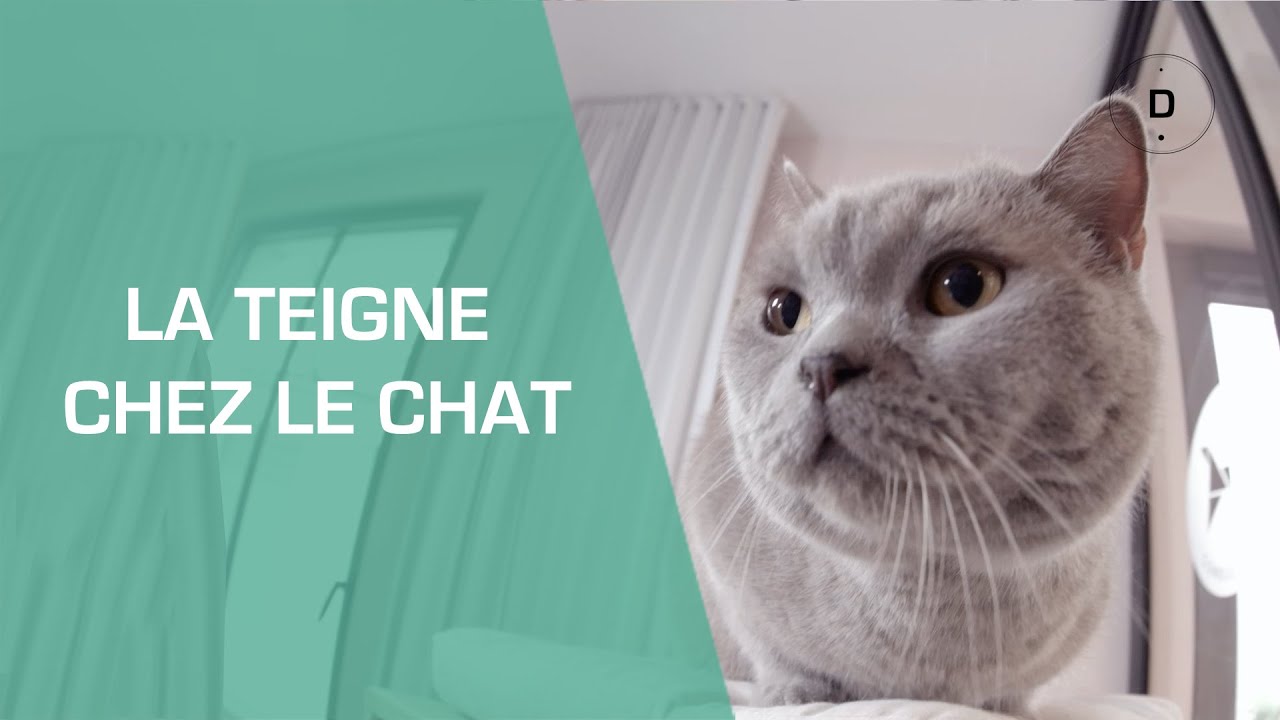 La Teigne Du Chat Animaux Youtube