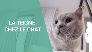 La Teigne du chat   Animaux