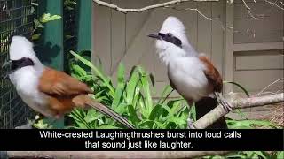 Laughingthrushes raise a smile at Paradise Park in Cornwall by Paradise Park and JungleBarn Cornwall 56 views 2 weeks ago 31 seconds