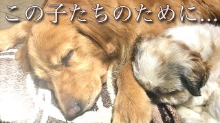 備えあれば患なし!!… 愛犬と飼い主のために今出来ることをやる!!